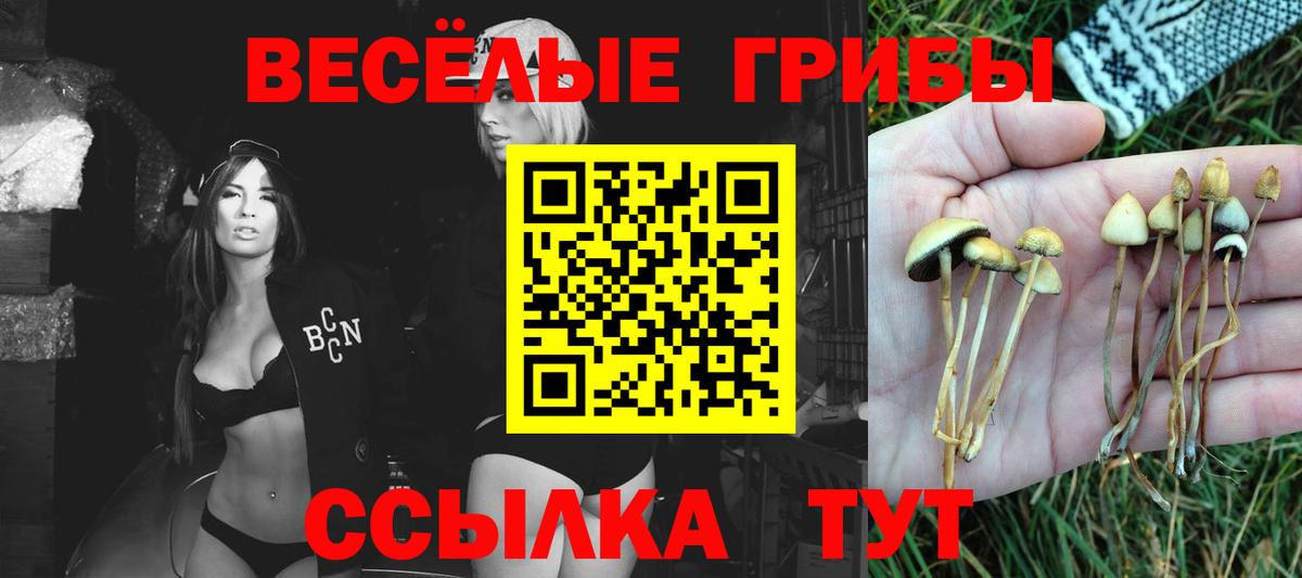 Галлюциногенные грибы Psilocybe Великий Новгород